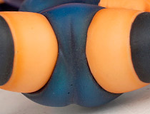 ダイキ工業「えろいど 引き出しの中の彼女 りのちゃん」新作フィギュア彩色サンプル画像レビュー