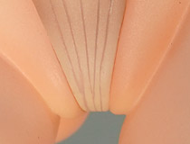 「エルフ村 第5村人 ククル」「時崎狂三/夜刀神十香 チャイナドレスver.」など 秋葉原の新作フィギュア、グッズ展示の様子01（2020年11月21日）